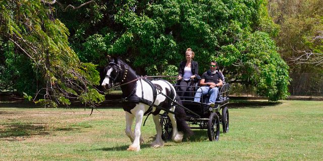 Horse carriage ride in the north of mauritius (4)